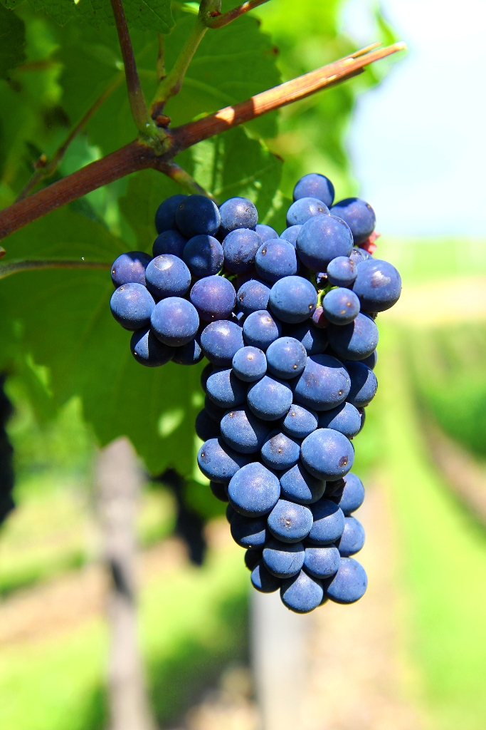 winegrapes