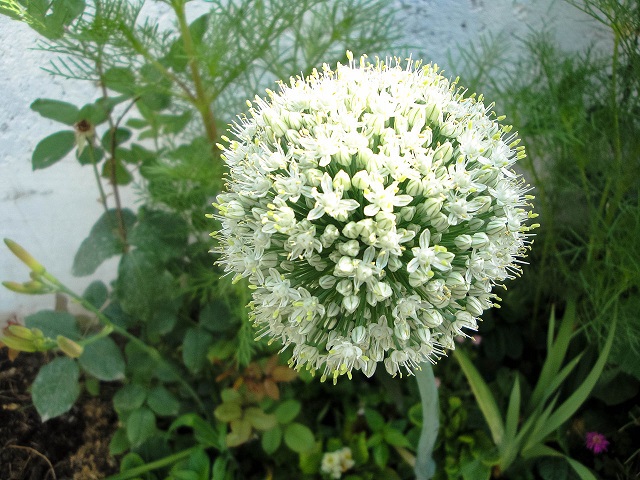 1280px-Allium_cepa,_Amol