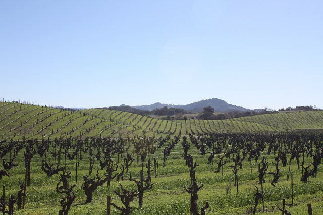 cali vineyards