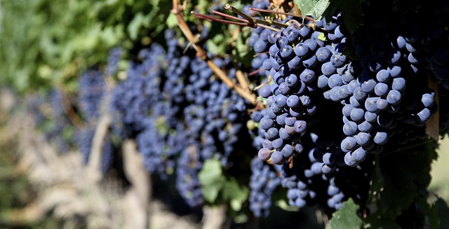 malbec argentina