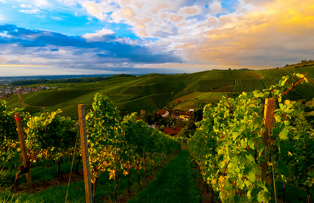 Württemberg-Vineyards-Germany-famous-vineyards