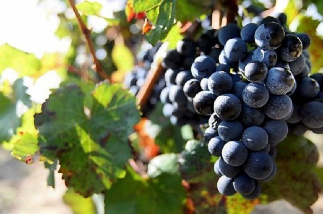 garnacha