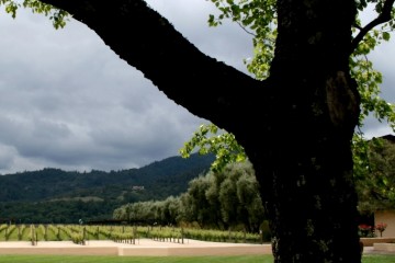 singlevineyard-sqred