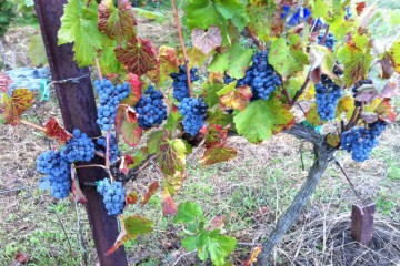 Viñas Gomariz