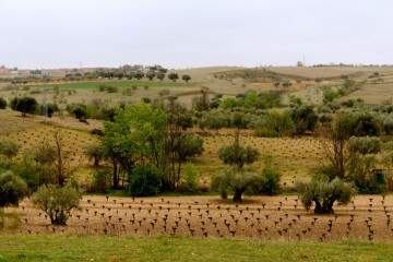 Viñas en Navalcarnero (foto josepastorselections.com)