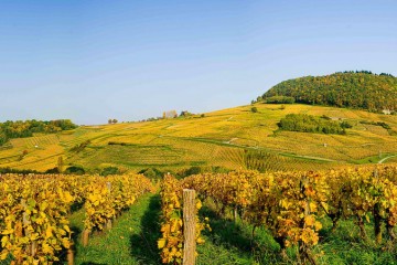 Viñedos de Domaine Macle (www.wine-in-france.com)
