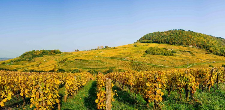 Viñedos de Domaine Macle (www.wine-in-france.com)