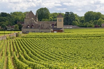 Vineyard in Bourgogne, cote de Nuits. France