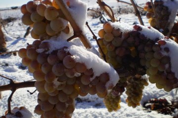 Nieve y uvas